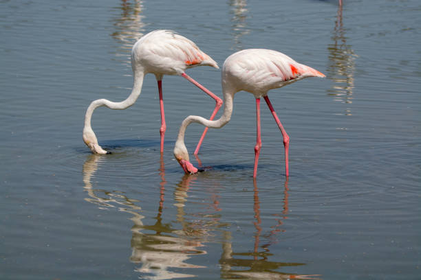 wildvögel groß rosa flamingo im nationalpark, provence, frankreich - doubs river stock-fotos und bilder