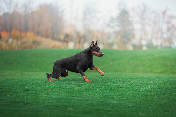 istock Black doberman pinscher runs on green grass 906459316