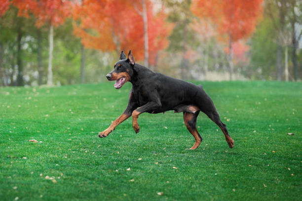 istock Black doberman pinscher runs on green grass 906459384