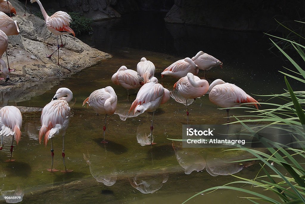 Flamants roses du soleil - Photo de Aile d'animal libre de droits