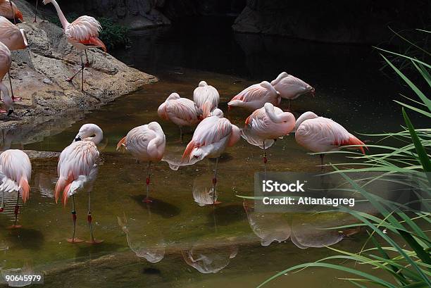 Photo libre de droit de Flamants Roses Du Soleil banque d'images et plus d'images libres de droit de Aile d'animal - Aile d'animal, Cou d'animal, Eau