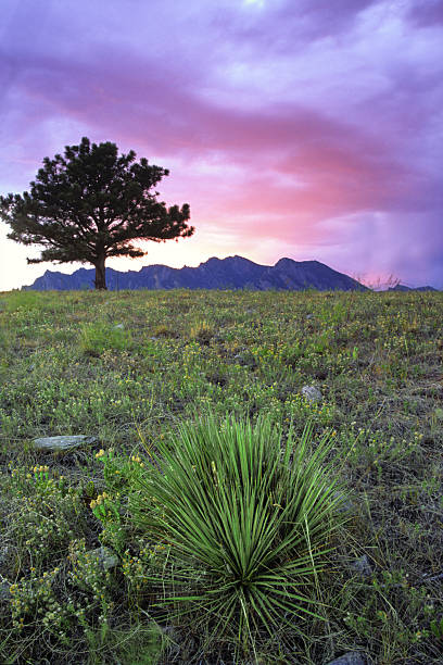 горный пейзаж закат небо дерево юкка - boulder colorado yucca sunset стоковые фото и изображения