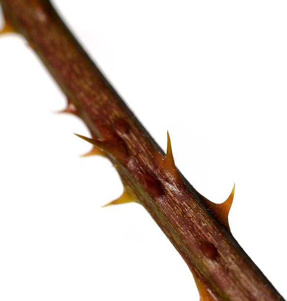 istock isolated rose bush thorns against a white background 90646281
