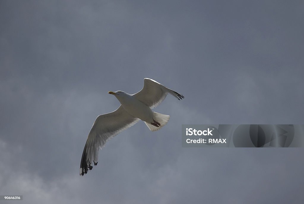 mouette - Photo de Aile d'animal libre de droits