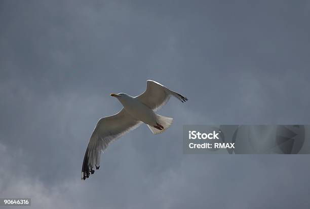 Foto de Gaivota e mais fotos de stock de Asa animal - Asa animal, Bico, Céu - Fenômeno natural