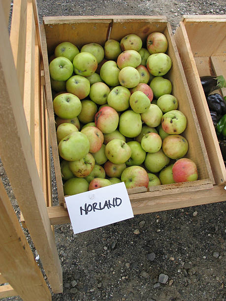 Norland pommes bio - Photo