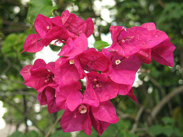 Bougainvillea Bunch  morelos state stock pictures, royalty-free photos & images