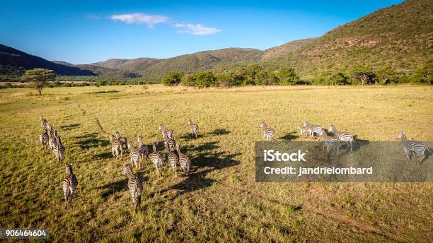 Photo libre de droit de Zèbres banque d'images et plus d'images libres de droit de Vue aérienne - Vue aérienne, Safari, Zèbre