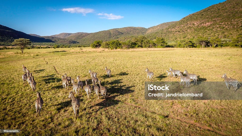 Zebras Zebras on the African savannah Aerial View Stock Photo