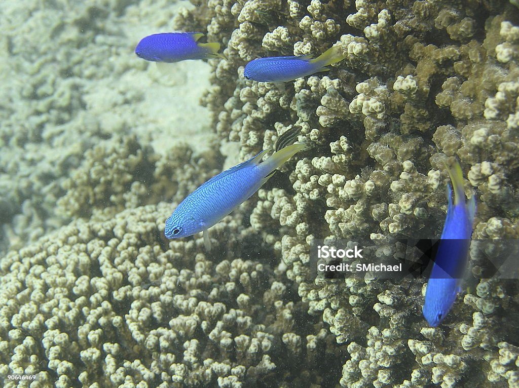 Blu pesce della barriera corallina - Foto stock royalty-free di Barriera corallina