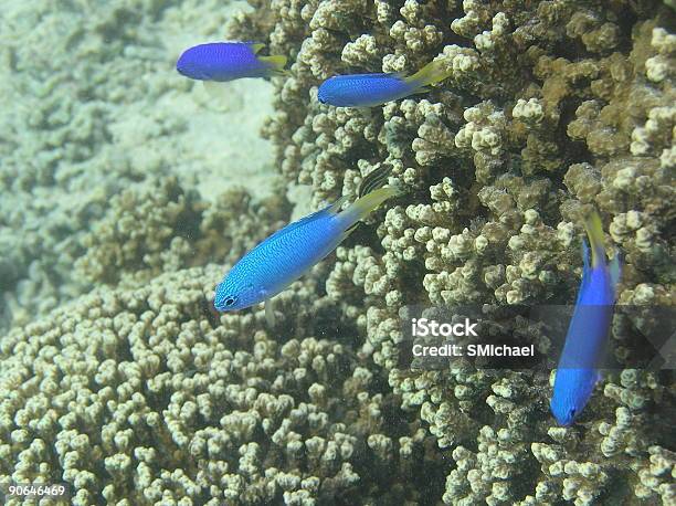 Blu Pesce Della Barriera Corallina - Fotografie stock e altre immagini di Barriera corallina - Barriera corallina, Blu, Composizione orizzontale