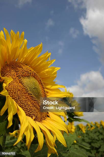 Foto de Céu De Girassol e mais fotos de stock de Agosto - Agosto, Agricultura, Amarelo