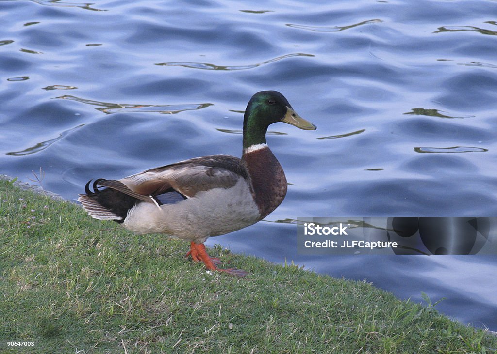 Mallard Drake - Foto stock royalty-free di Acqua