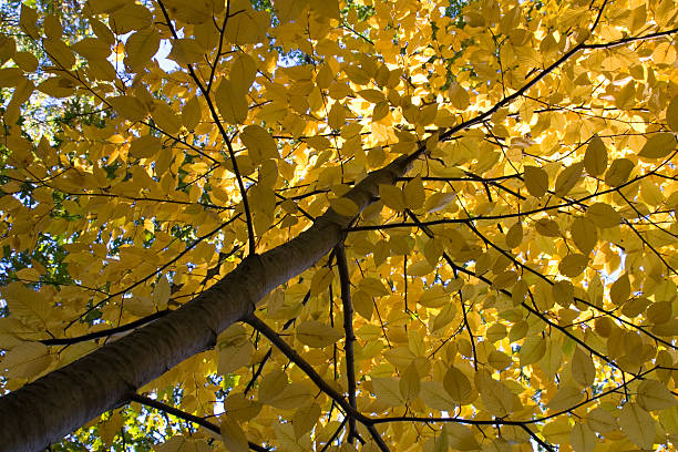 Yellow Canopy stock photo