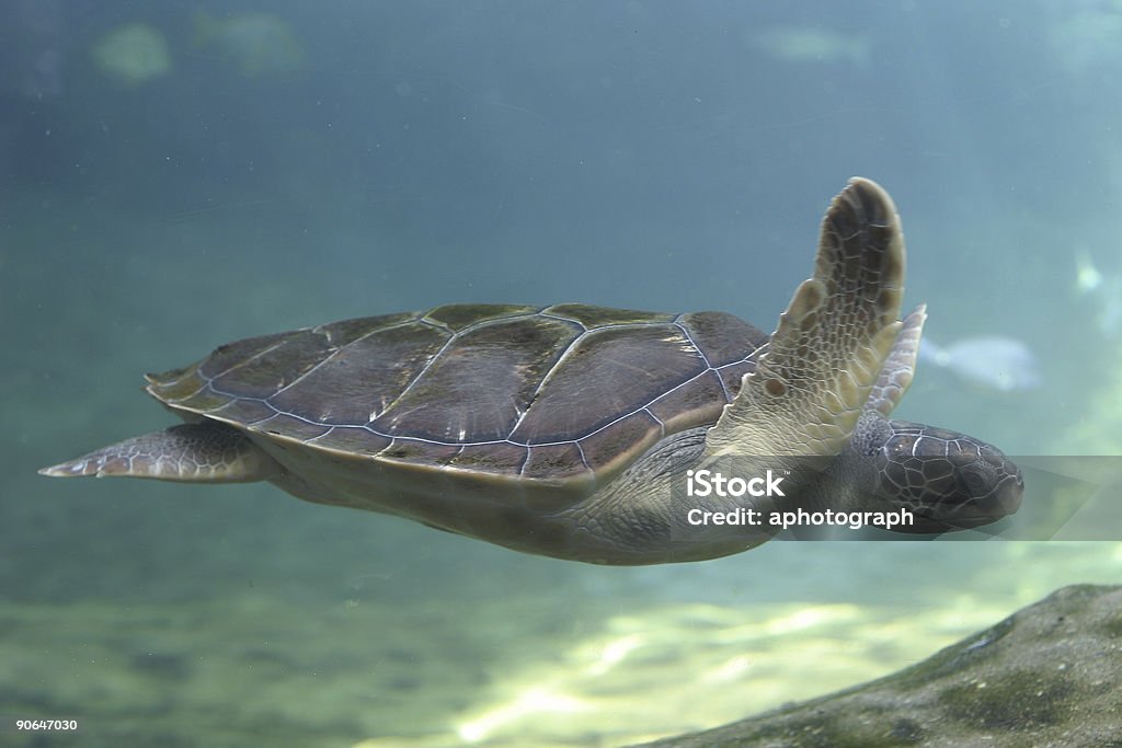 Seaturtle swimming  Animal Stock Photo