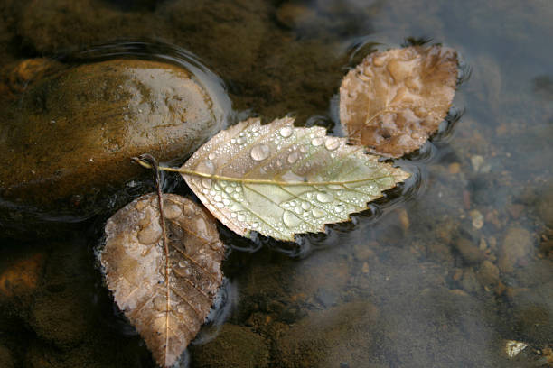 Blatt im Wasser – Foto