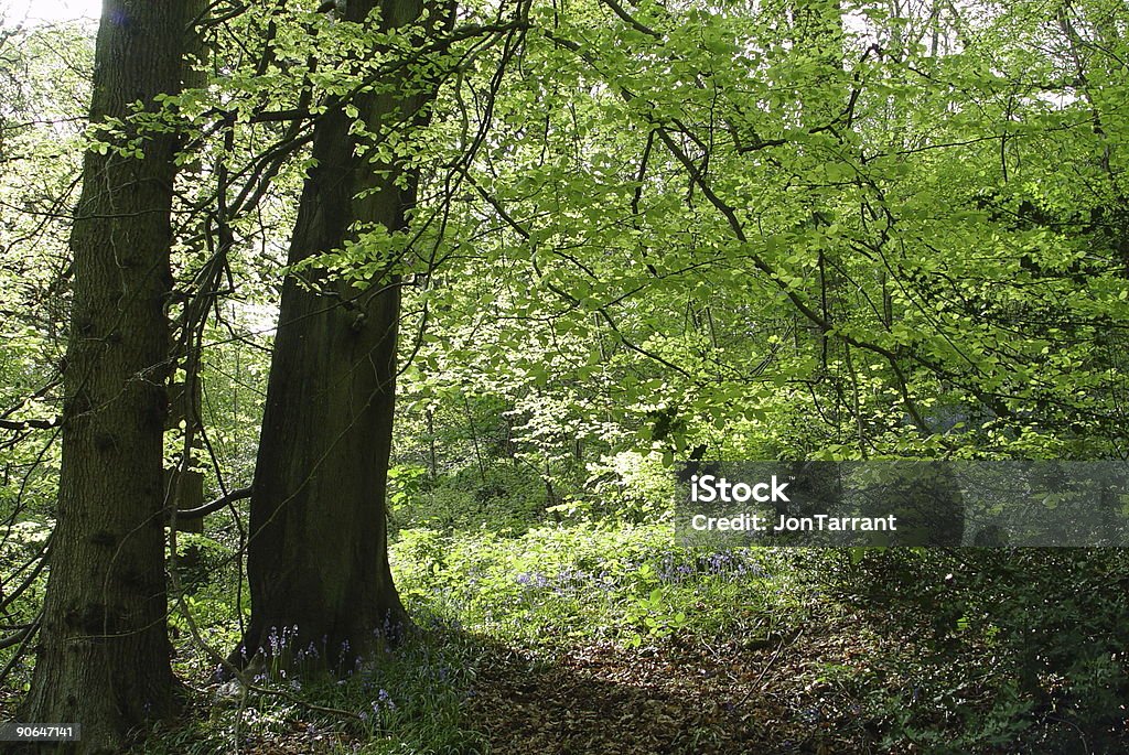 Englische Woodland 02 - Lizenzfrei Ast - Pflanzenbestandteil Stock-Foto