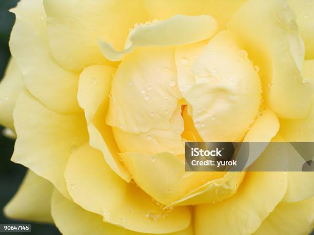 Wet Yellow Rose Stock Photo - Download Image Now - Affectionate, Bizarre Fashion, Blue