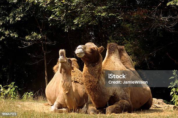 Camel Cry Stock Photo - Download Image Now - Animal, Animal Hump, Animal  Mouth - iStock