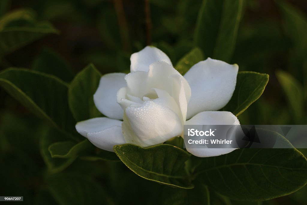 Gardenia - Foto stock royalty-free di Gardenia