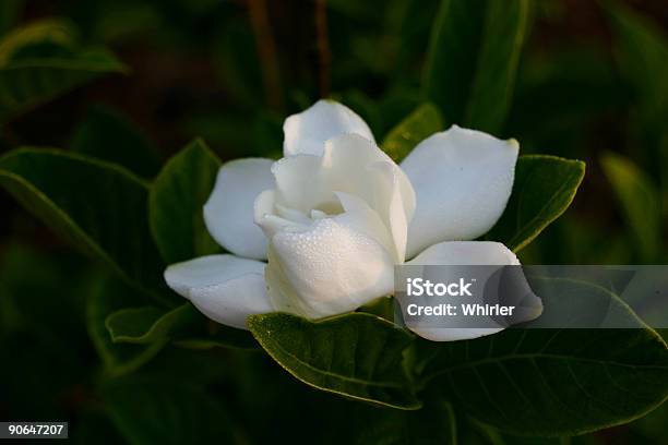 Gardenia - Fotografie stock e altre immagini di Gardenia - Gardenia, Bianco, Bocciolo