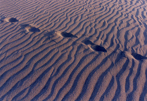huellas en la arena. - sand footprint track following fotografías e imágenes de stock