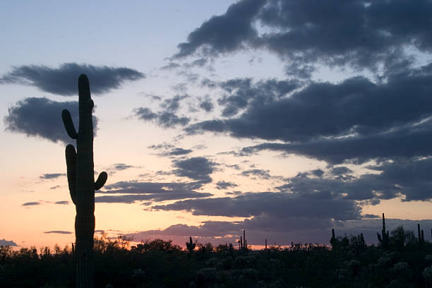 pôr do sol do deserto - sahuaro imagens e fotografias de stock