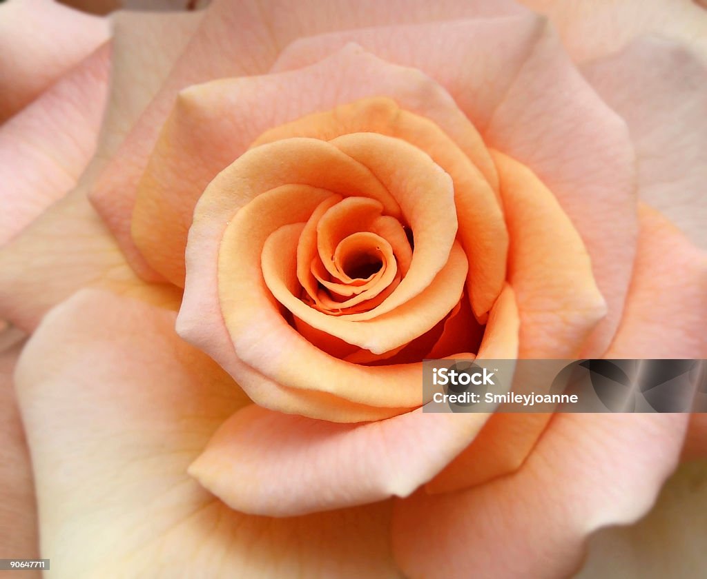 Kwiat róży - Zbiór zdjęć royalty-free (Koncentryczny)