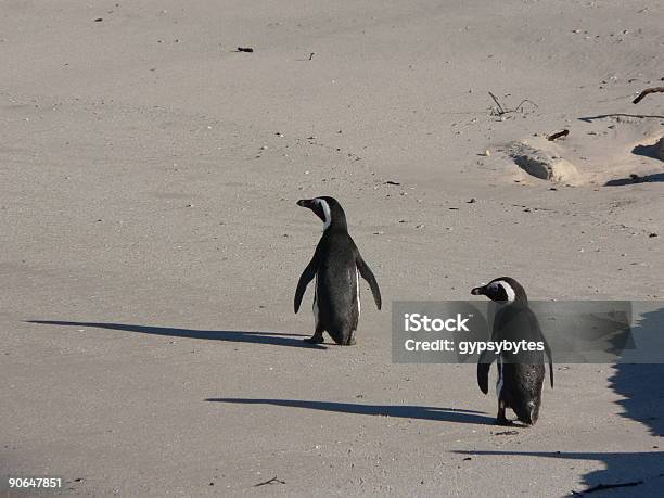 Photo libre de droit de Pingouins Sur La Plage banque d'images et plus d'images libres de droit de Adulte - Adulte, Afrique, Amour