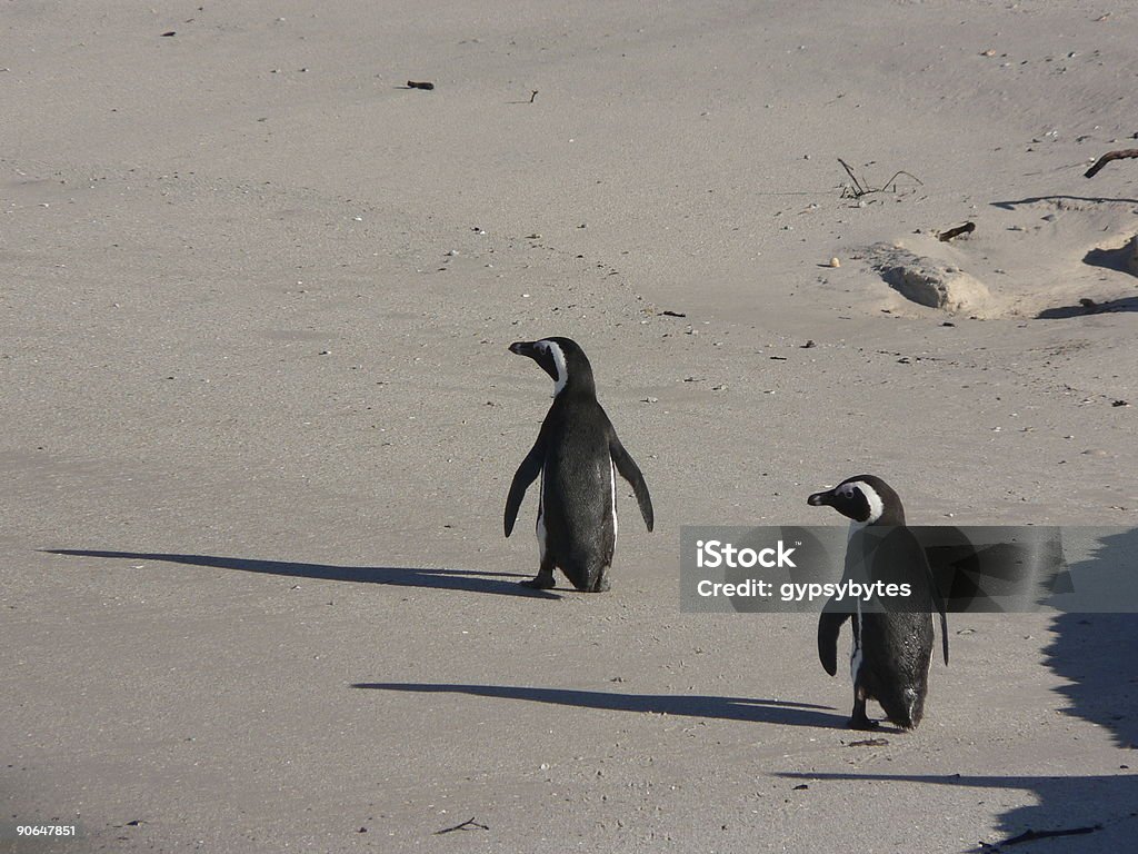 Penguins na praia - Royalty-free Adulto Foto de stock