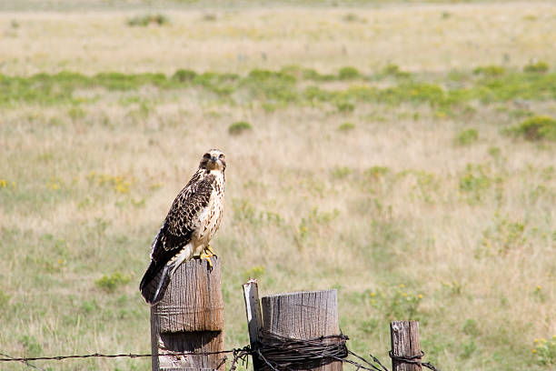 hawk auf fencepost (horizontale ausrichtung). - harris hawk hawk bird of prey bird stock-fotos und bilder