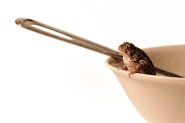 Frog in a Bowl stock photo