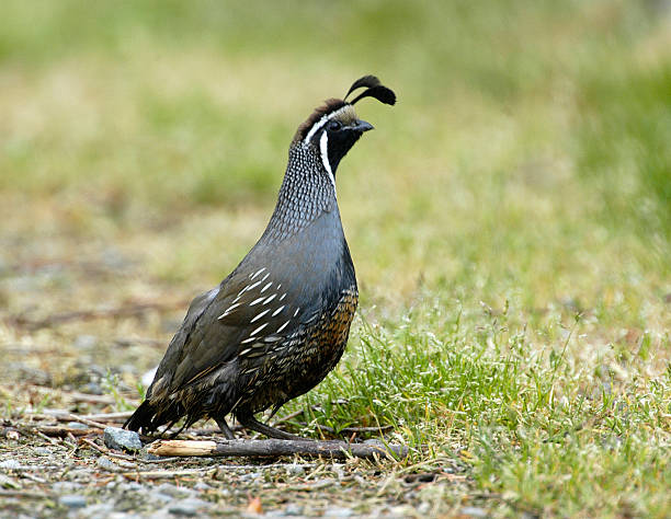 The California Quail, Callipepla californica, also known as the California Valley Quail or Valley Quail, is a small ground-dwelling bird in the New World quail family. It is the state bird of California. Introduced into New Zealand.  In a protected natural area in Wellington, New Zealand, where the biodiversity of 225 ha of forest is being restored.