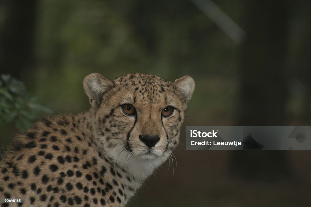 cheetah head  Africa Stock Photo