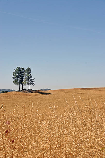 calvary de pines - washington state spokane farm crop photos et images de collection