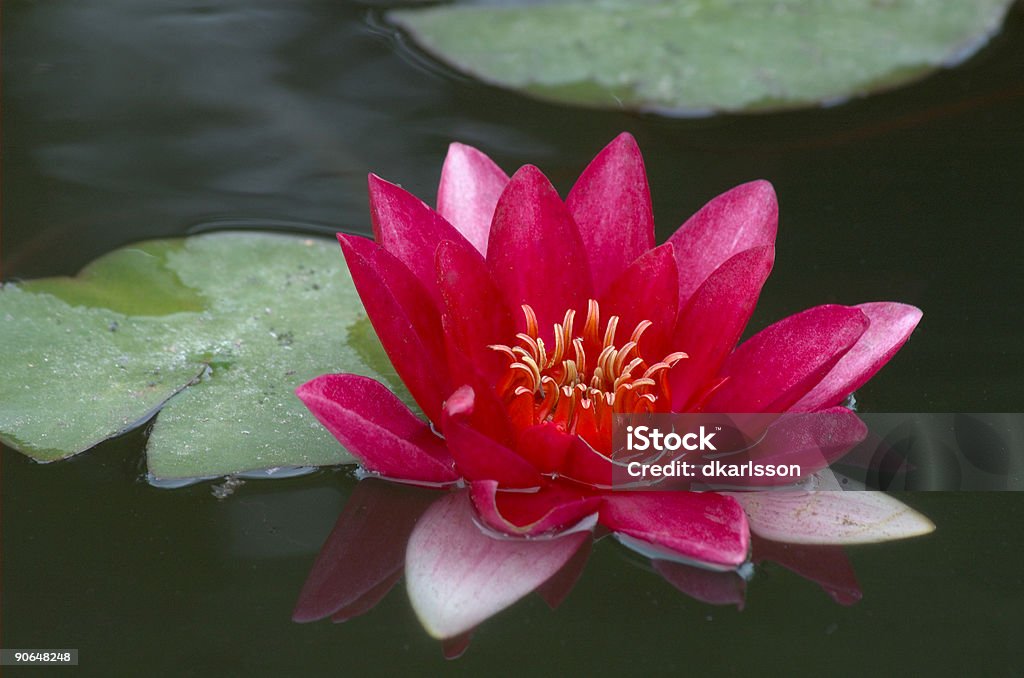 Brilhante vermelho waterlily - Royalty-free Ao Ar Livre Foto de stock