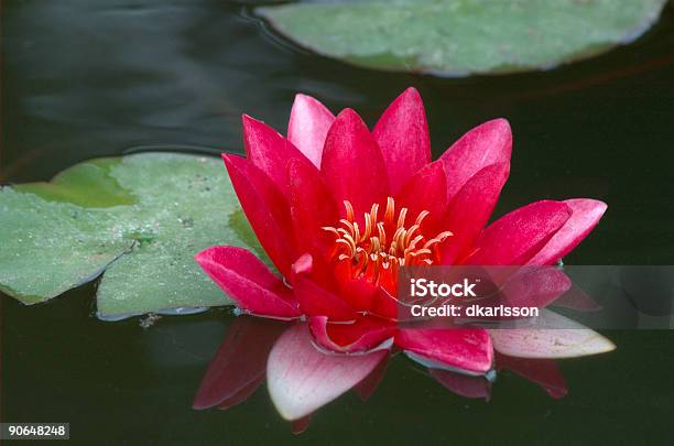 Brilhante Vermelho Waterlily - Fotografias de stock e mais imagens de Ao Ar Livre - Ao Ar Livre, Beleza natural, Colorido