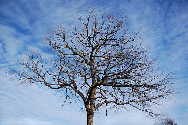 Bare tree against blue sky stock photo