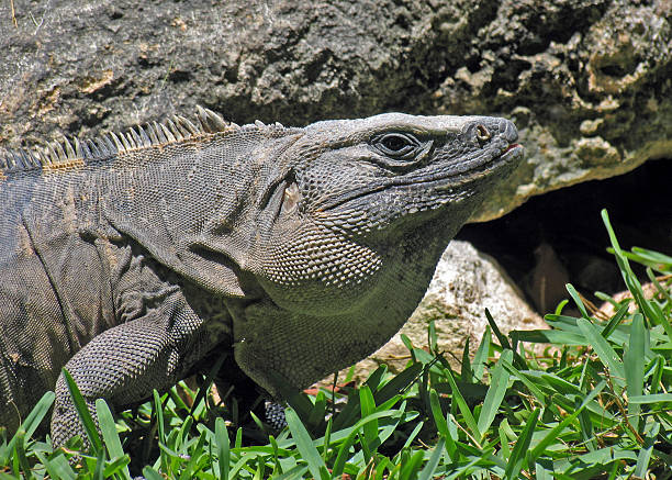 iguane - carmen island photos et images de collection