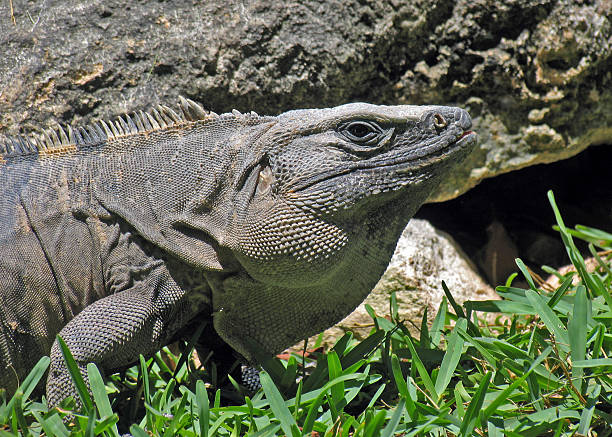 iguana - carmen island zdjęcia i obrazy z banku zdjęć
