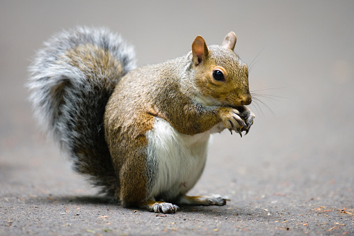A squirrel holds a cone in Yosemite National Park, California