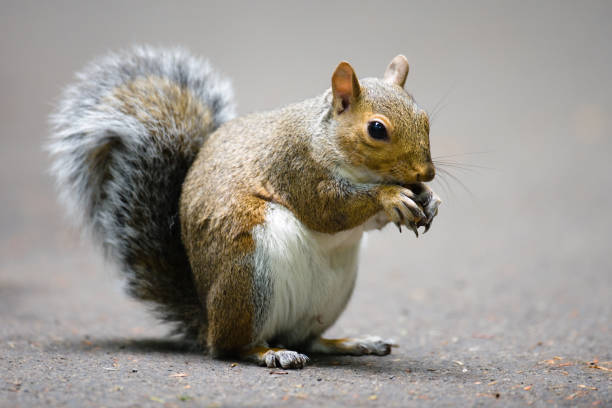 esquilo cinzento de alta resolução - squirrel softness wildlife horizontal - fotografias e filmes do acervo