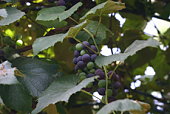 fresh grapes on a vine