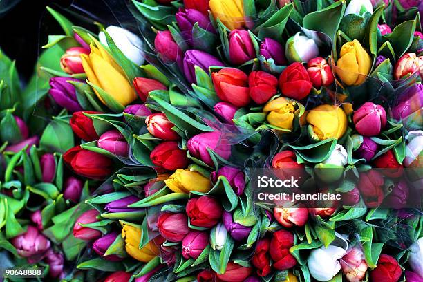 Tulipano - Fotografie stock e altre immagini di Bocciolo - Bocciolo, Botanica, Bouquet