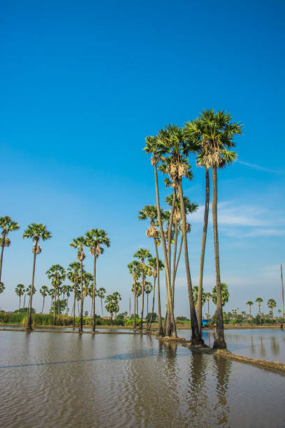 istock landscape of sugar palm tree in Thailand . 906490698
