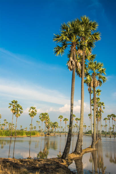 istock landscape of sugar palm tree in Thailand . 906492976