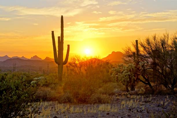 blick auf den sonnenuntergang von der wüste von arizona mit kakteen - sonoran desert cactus landscaped desert stock-fotos und bilder