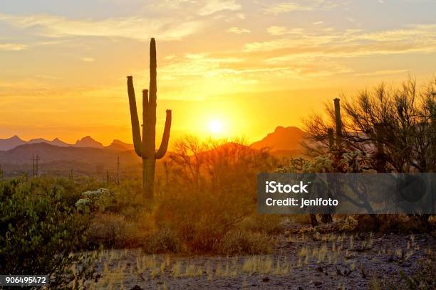 Sunset View Of The Arizona Desert With Cacti Stock Photo - Download Image Now - Arizona, Sunset, Scottsdale - Arizona