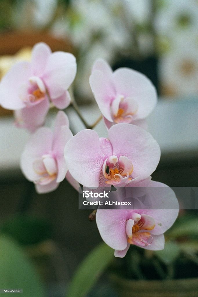 Orchids en Hawai - Foto de stock de Blanco - Color libre de derechos