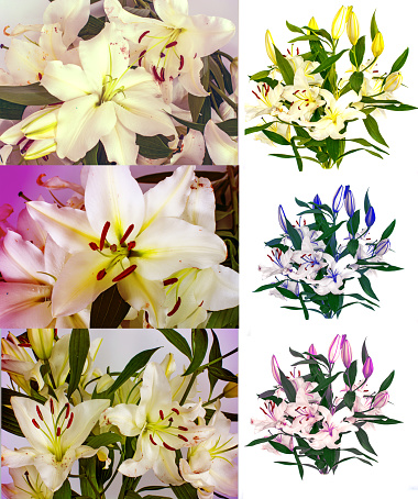 a lot of beautiful lilies without background, flowers lilies isolated in large numbers. sets flowers
